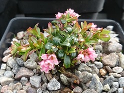 Vaccinium vitis idaea minor - 8cm pot 